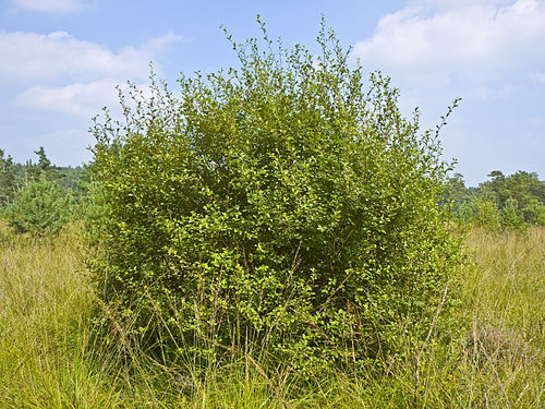 Salix aurita